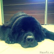 Превью фото № 165676