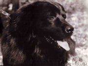 Превью фото № 165680