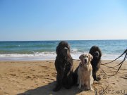 Превью фото № 165707