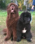 Превью фото № 165735