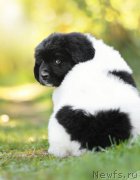 Превью фото № 165775