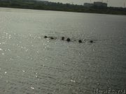 Превью фото № 165776