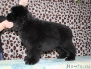 Превью фото № 165787