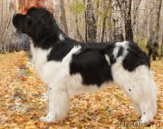 Превью фото № 165885