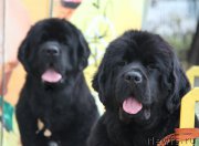 Превью фото № 165887