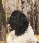 Превью фото № 165891