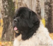 Превью фото № 165892