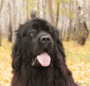 Превью фото № 165937