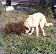 Превью фото № 165966