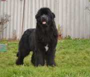 Превью фото № 166062