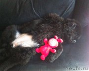 Превью фото № 166066