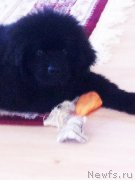 Превью фото № 166068