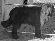 Превью фото № 166131