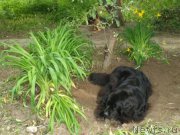 Превью фото № 166132