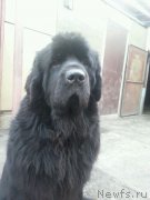 Превью фото № 166137