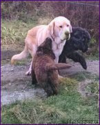 Превью фото № 166151