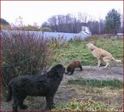 Превью фото № 166162