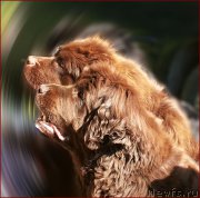 Превью фото № 166192