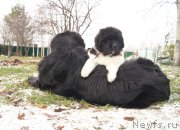 Превью фото № 166198