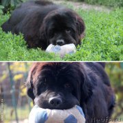 Превью фото № 166251