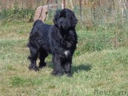 Превью фото № 166252