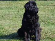 Превью фото № 166255