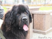 Превью фото № 166284