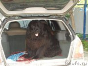 Превью фото № 166346