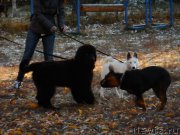 Превью фото № 166369