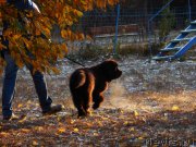 Превью фото № 166370