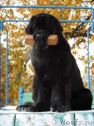 Превью фото № 166378