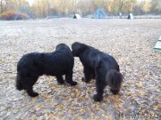 Превью фото № 166384