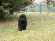 Превью фото № 166400