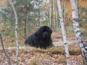 Превью фото № 166412