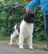 Превью фото № 166417