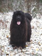 Превью фото № 166425