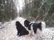 Превью фото № 166426