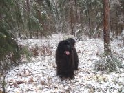 Превью фото № 166428