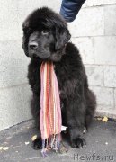 Превью фото № 166447