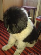 Превью фото № 166655