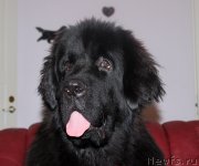 Превью фото № 166682