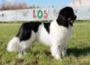 Превью фото № 166758