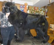 Превью фото № 166799