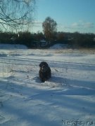 Превью фото № 166809