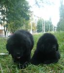 Превью фото № 16687