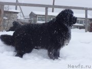 Превью фото № 166882