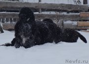 Превью фото № 166885