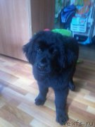 Превью фото № 166898