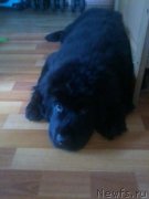 Превью фото № 166899