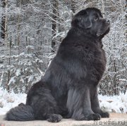 Превью фото № 166905